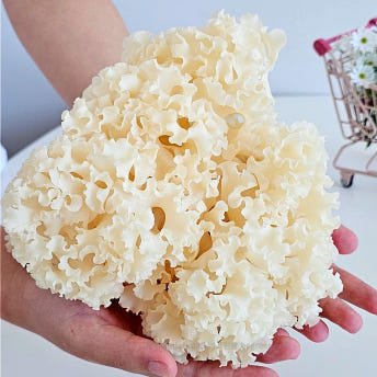 무농약 꽃송이 버섯 친환경재배 설 추석 부모님 명절 건강 선물 1kg